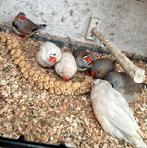 Zebravinken, Dieren en Toebehoren, Meerdere dieren, Tropenvogel