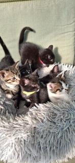 Kittens te Koop, Dieren en Toebehoren, Katten en Kittens | Overige Katten, Meerdere dieren