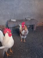 Haantjes te koop, Mannelijk, Kip