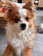 Lief Pomchi teefje van een jaar oud zoekt een nieuw huisje!!, 1 tot 2 jaar, Teef, Eén hond, Nederland