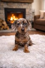 Dwerg Teckel pups reutjes, Parvo, Reu, 8 tot 15 weken, Korthaar