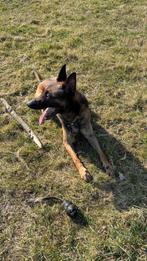 Herplaatsing super lieve herder, 6 jaar of ouder, Reu, Eén hond, Nederland