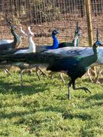 Pauwen te koop, Mannelijk, Overige soorten