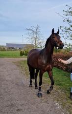 Lieve 5 jarige fokmerrie Imposantos x Sandreo, Dieren en Toebehoren, Paarden, Merrie, B, Gechipt, Dressuurpaard