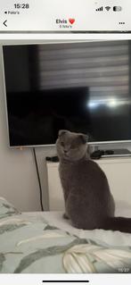 Poes, Dieren en Toebehoren, Katten en Kittens | Overige Katten, Poes