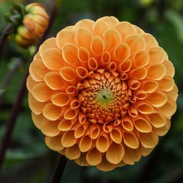Dahlia knollen, ca. 300 stuks!  beschikbaar voor biedingen
