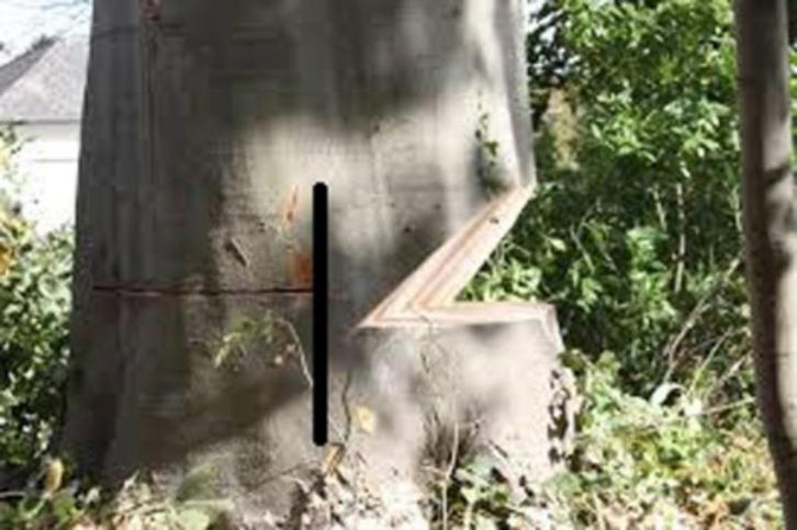 Bomen vellen kappen snoeien, Diensten en Vakmensen, Tuinmannen en Stratenmakers