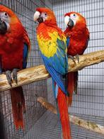 geelvleugel ara's, Dieren en Toebehoren, Vogels | Parkieten en Papegaaien, Meerdere dieren, Papegaai, Geringd