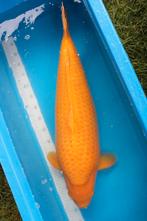 Karashi tamme jumbo koi, Dieren en Toebehoren, Vissen | Vijvervissen, Karper of Koi