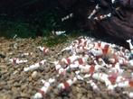 Crystal red PRL garnalen, Dieren en Toebehoren, Kreeft, Krab of Garnaal, Zoetwatervis, Schoolvis
