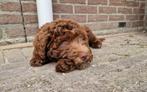 Bernerdoodle pups bruin en zwart reutje, Rabiës (hondsdolheid), Overige rassen, 8 tot 15 weken, Meerdere