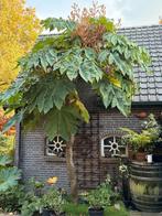 5x Tetrapanax, Tuin en Terras, Planten | Bomen, Ophalen, Volle zon, Overige soorten, Minder dan 100 cm