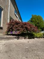 Japanse esdoorn, Tuin en Terras, Planten | Bomen, Ophalen, Halfschaduw, Overige soorten, Lente