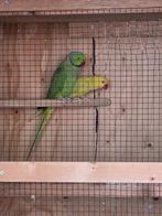 te koop halsband parkiet stel, Dieren en Toebehoren, Vogels | Parkieten en Papegaaien, Meerdere dieren, Parkiet