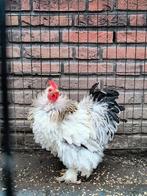 Mooi Cochin kriel haantje ( krulveer variant), Dieren en Toebehoren, Pluimvee, Mannelijk, Kip