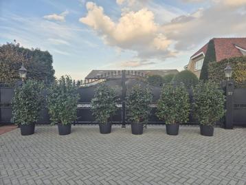 Camelia japonica japanse Roos vol knop beschikbaar voor biedingen