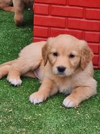Golden retriever pups van de boerderij, CDV (hondenziekte), Particulier, Meerdere, Golden retriever