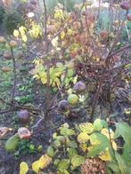 Vijgen, Ophalen, Minder dan 100 cm, Volle zon, In pot