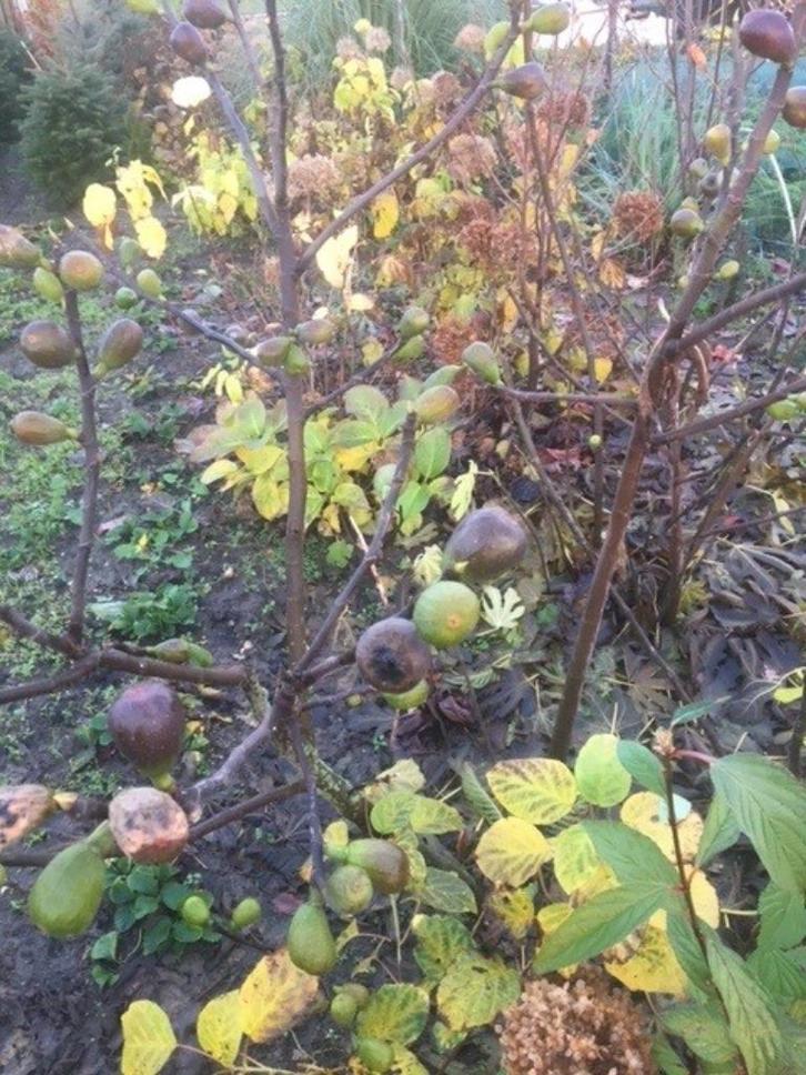 Vijgen, Tuin en Terras, Planten | Fruitbomen, Vijgenboom, Minder dan 100 cm, Volle zon, Zomer, In pot, Ophalen