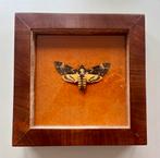 Acherontia doodshoofdvlinder in houten frame, Verzenden
