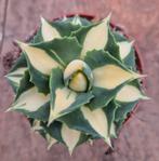 Agave Potatorum Gold p10 (2), Huis en Inrichting, Kamerplanten, Ophalen of Verzenden, Minder dan 100 cm