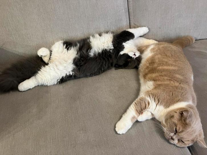 Brits Korthaar te koop, Dieren en Toebehoren, Katten en Kittens | Raskatten | Korthaar, Kater