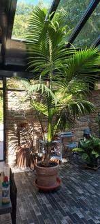 Kentia Palm XXL - 3.2m - 45 jaar incl. pot, Ophalen, 200 cm of meer, Palm, Halfschaduw