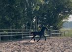 Te koop: prachtig rastypisch fries merrie veulen, Dieren en Toebehoren, Paarden, Merrie, Gechipt, 0 tot 2 jaar