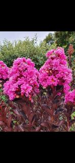 Lagerstroemia Lavender Lace / zwart blad met paarse bloei ‼️, 250 tot 400 cm, Zomer, Zuilboom, Ophalen