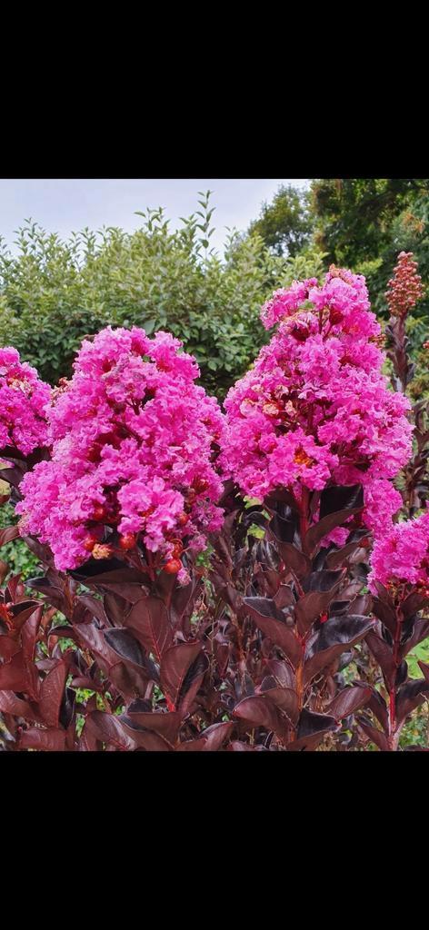 Lagerstroemia Lavender Lace / zwart blad met paarse bloei ‼️, Tuin en Terras, Planten | Bomen, Zuilboom, 250 tot 400 cm, Volle zon