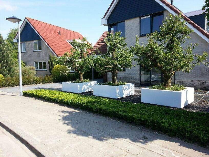 Oude perenbomen 65 jaar oud, Tuin en Terras, Planten | Fruitbomen, Perenboom, 250 tot 400 cm, Halfschaduw, Lente, Ophalen