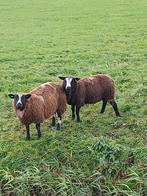 Te koop bonte rammen, Dieren en Toebehoren, Schapen, Geiten en Varkens, Mannelijk, Schaap