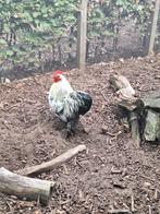 Cochin haan en 4 hennen (gratis), Dieren en Toebehoren, Pluimvee, Meerdere dieren, Kip