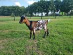 Mooie dwergbokjes, Dieren en Toebehoren, Schapen, Geiten en Varkens, Mannelijk, Geit