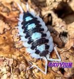 Porcellio succinctus Black Ribs isopods pissebedden, Dieren en Toebehoren, Overige soorten