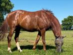 Dames dressuur merrie te koop, Dieren en Toebehoren, Paarden, Merrie, Dressuurpaard, 3 tot 6 jaar