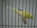 Kanarie.., Dieren en Toebehoren, Vrouwelijk