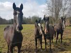 Kleine pakjes ("24) hooi onkruidvrij, Ophalen