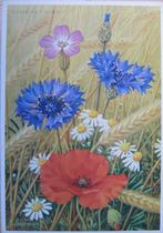 voor het kind - boeket met korenbloemen - 1965 - nieuw, Verzamelen, Ansichtkaarten | Themakaarten, Verzenden, 1960 tot 1980, Ongelopen
