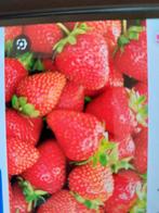Aardbei planten doorbloeiers, Ophalen of Verzenden, Overige soorten, Volle zon