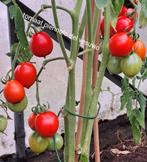 Zaden tomaat pienollo del vesuvio, Verzenden, Volle zon