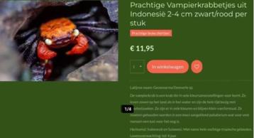 Prachtige Red Devil, Red Rainbow of Violet vampier krabbetje beschikbaar voor biedingen