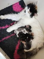 Prachtige Siberische boskat kittens, Dieren en Toebehoren, Meerdere dieren, Gechipt, 0 tot 2 jaar