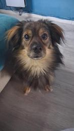 Lief reutje zoekt huisje, Ophalen of Verzenden