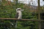 1-0 Kookaburra gezocht, Dieren en Toebehoren, Vogels | Overige Vogels, Mannelijk, Tropenvogel, Geringd