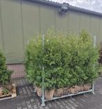 Thuja Brabant coniferen met kluit 150-175, Bloeit niet, Halfschaduw, 100 tot 250 cm, Overige soorten