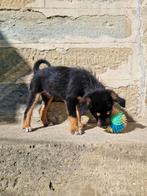 Puppys zoeken een thuis/familie, Dieren en Toebehoren, Particulier, Rabiës (hondsdolheid), Overige rassen, 8 tot 15 weken