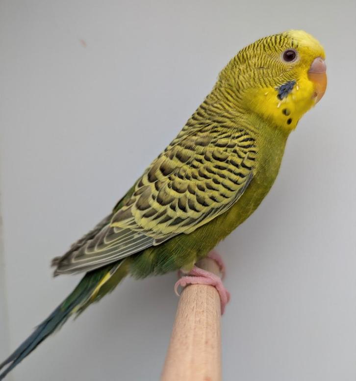 Kleurgrasparkieten Dun fallow/ blackface, Dieren en Toebehoren, Vogels | Parkieten en Papegaaien, Parkiet, Meerdere dieren