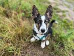 Corgi kruising 7 maanden, Rabiës (hondsdolheid), 15 weken tot 1 jaar, Eén hond, Nederland