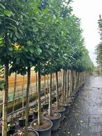 Groenblijvende bomen op stam., Ophalen, Volle zon, Overige soorten, 250 tot 400 cm